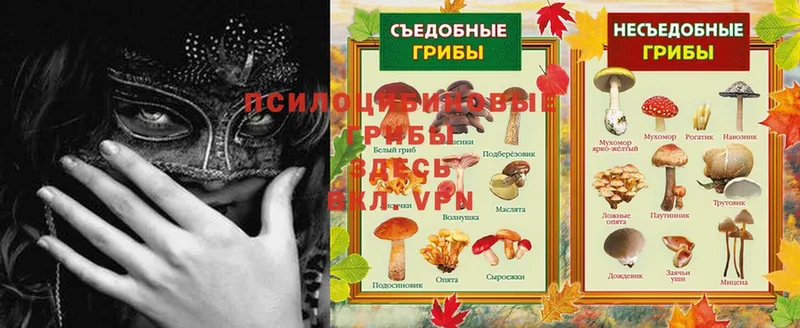 OMG зеркало  мориарти какой сайт  Галлюциногенные грибы Cubensis  купить   Каменск-Уральский 